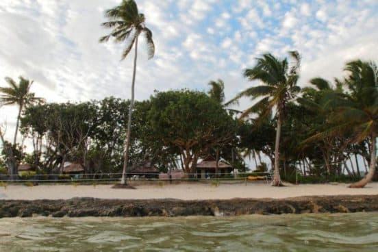 Maui Palms