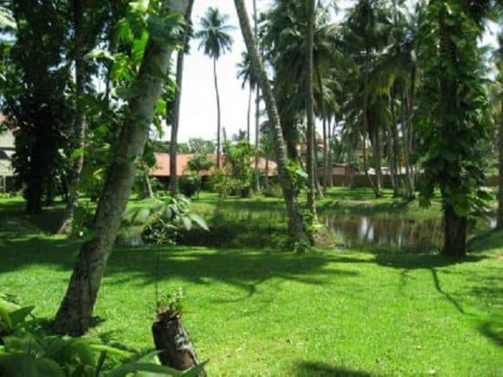 The Palms